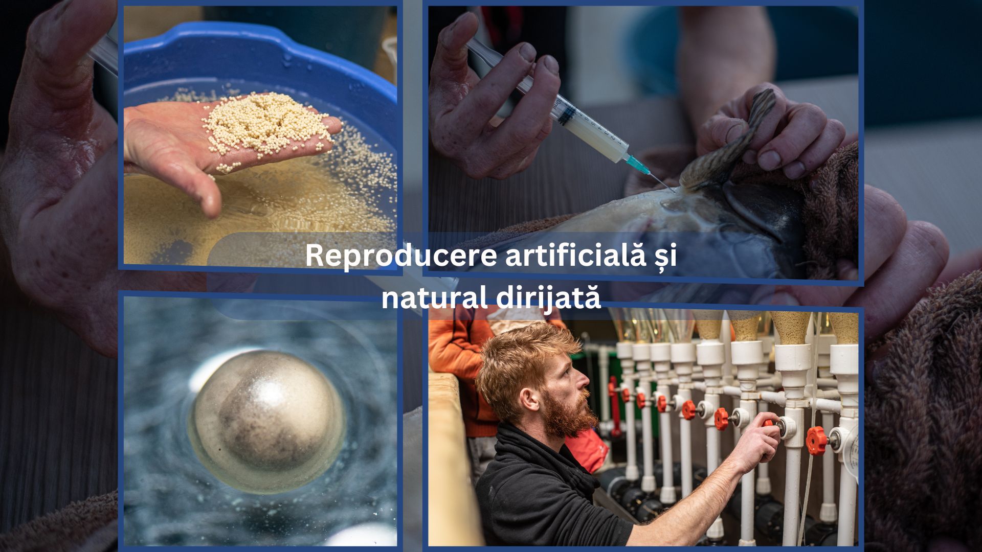 Un colaj de imagini care ilustrează diferite etape și tehnici de reproducere a peștilor. În colțul din stânga sus, o mână ține icre de pește. În colțul din dreapta sus, o seringă este folosită pentru injectarea unui pește. În colțul din stânga jos, un ou de pește sub microscop. În colțul din dreapta jos, un inginer piscicol reglează un echipament într-un sistem recirculant de acvacultură. Textul central spune: "Reproducere artificială și natural dirijată".