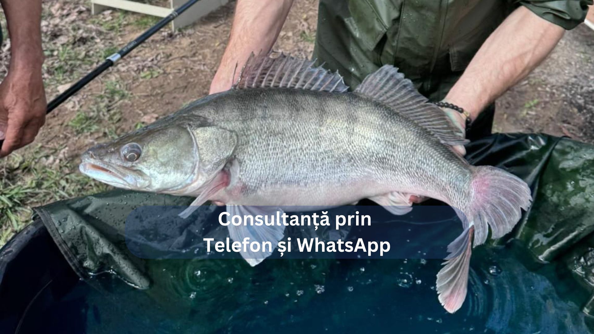 O persoană ținând un șalău deasupra unui recipient cu apă. Textul de pe imagine spune: "Consultanță prin Telefon și WhatsApp".