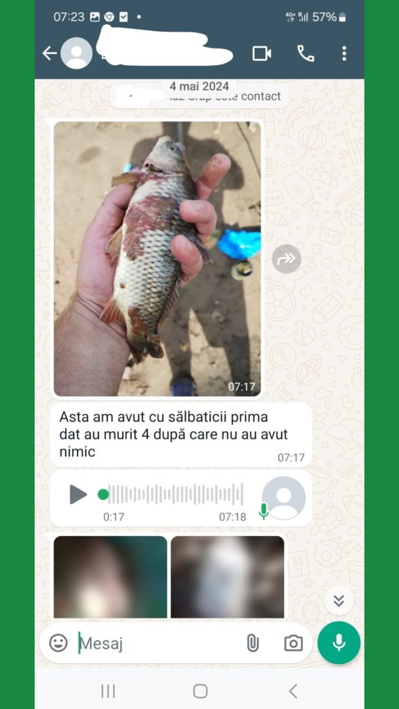 O captură de ecran a unei conversații pe WhatsApp legată de consultanța piscicolă. Mesajul afișează o imagine a unui pește rănit ținut în mână, însoțită de textul: "Asta am avut cu sălbaticii prima dat . Acest mesaj este urmat de un mesaj vocal de 17 secunde, indicând o comunicare activă și directă între consultantul piscicol și client pentru a oferi asistență rapidă și soluții.